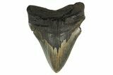 Serrated, Fossil Megalodon Tooth - Huge NC Meg #298812-1